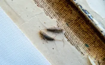 two silverfish in louisiana home feeding on fibers from an old book