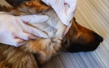 german shepherd bitten by american dog tick 