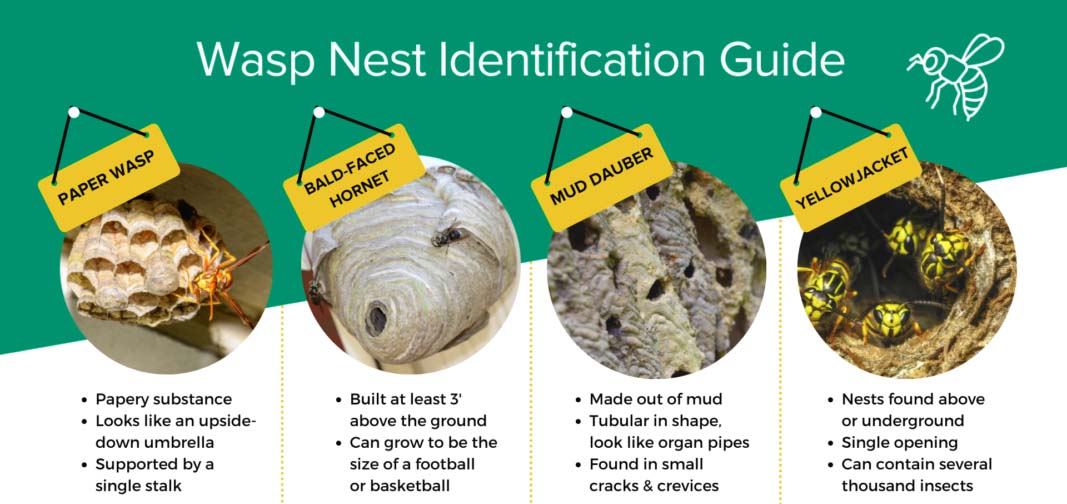 Wasp nest identification guide