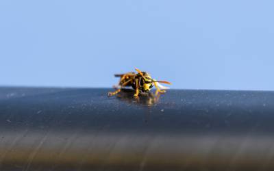 a wasp trying to get inside your car