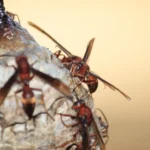 group of red hornets on a wasps nest