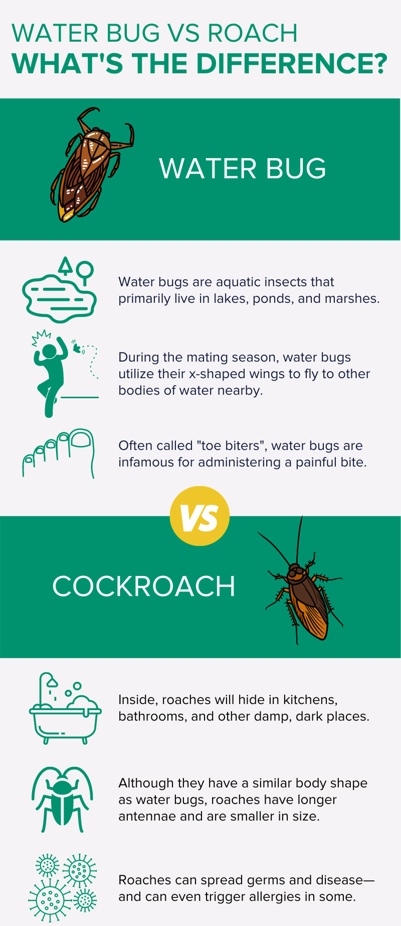 Water bug vs roach infographic