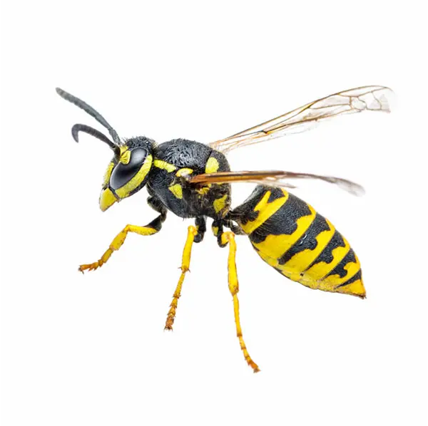 Yellowjacket on White Background